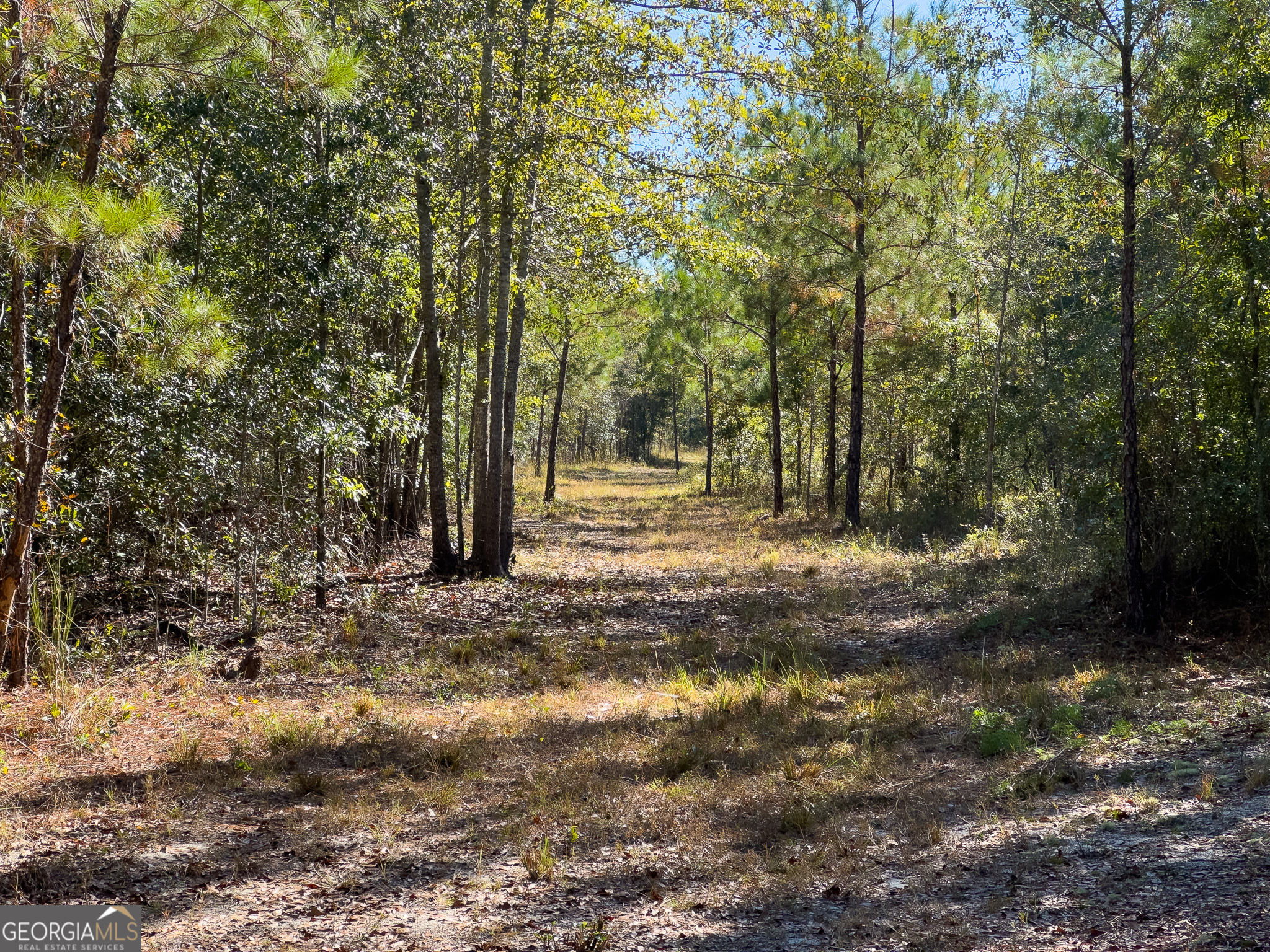 0 Penn Lane Waynesboro, GA 30830 - Photo 15 of 31 a view of a yard with large trees