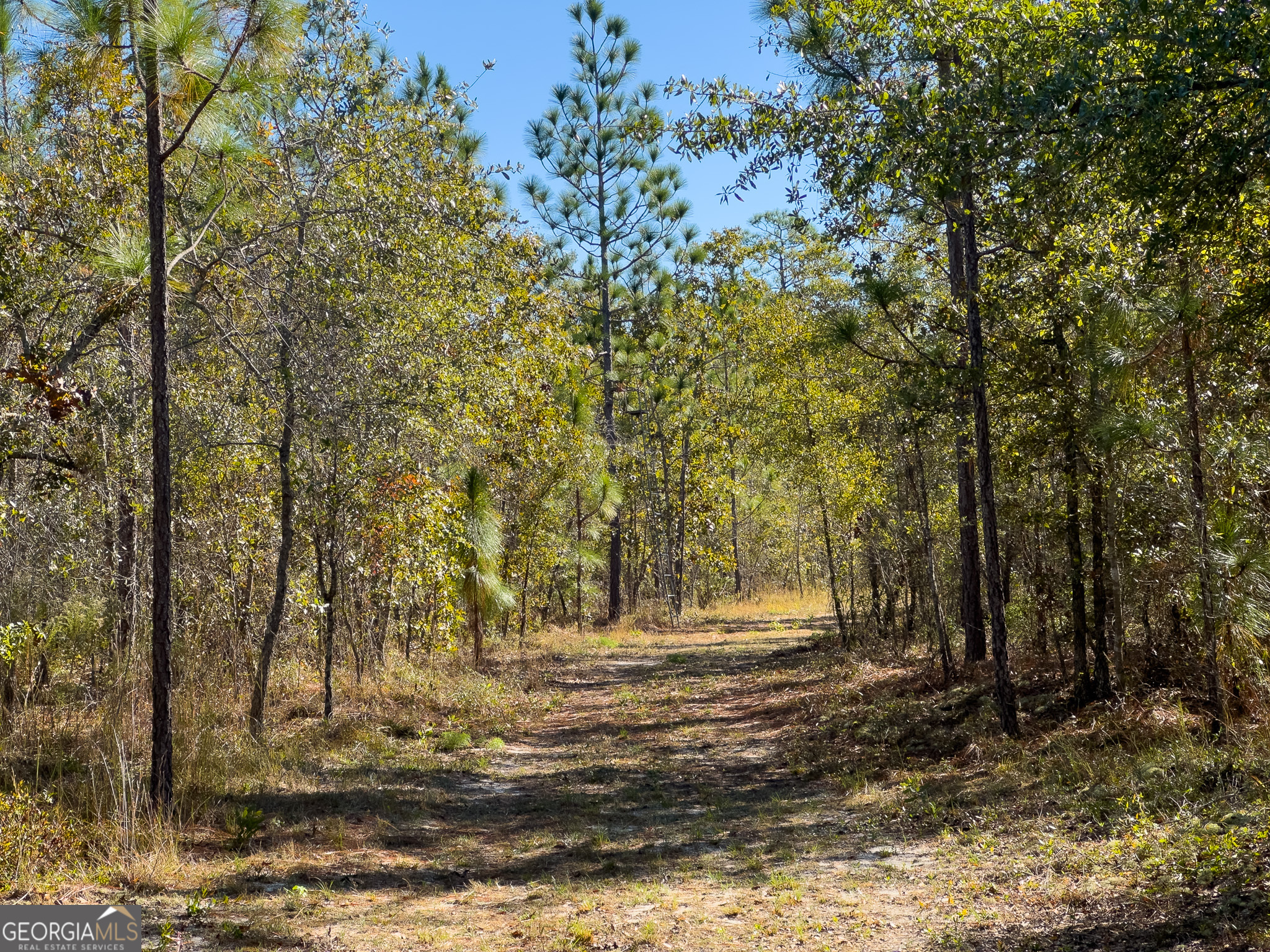 0 Penn Lane Waynesboro, GA 30830 - Photo 16 of 31 a view of a yard with trees