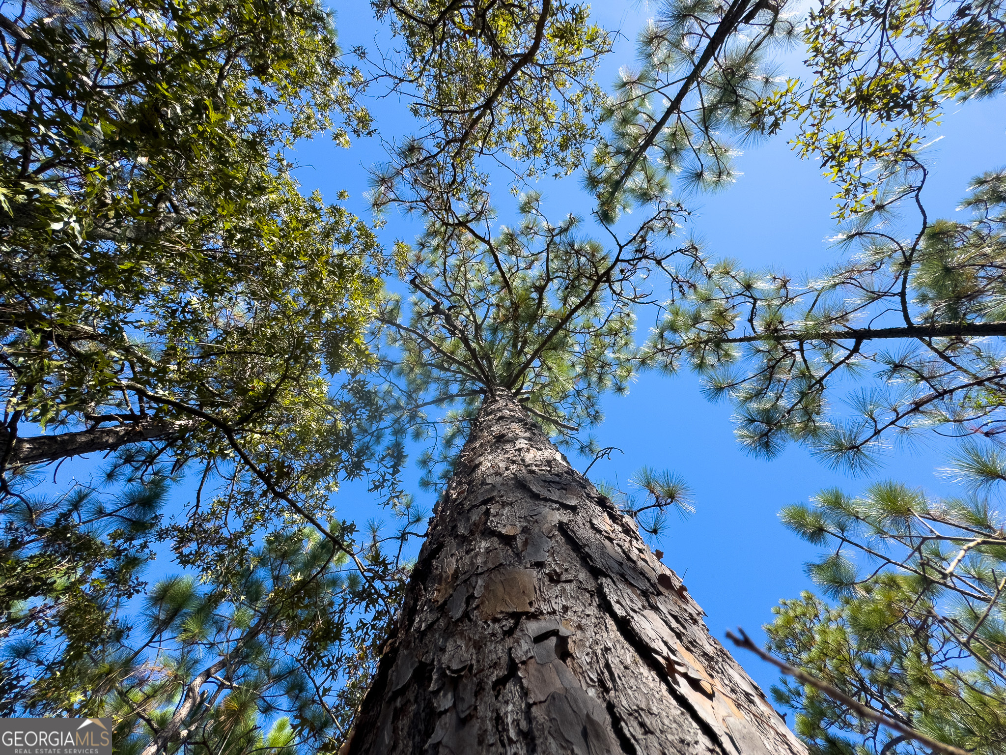 0 Penn Lane Waynesboro, GA 30830 - Photo 17 of 31