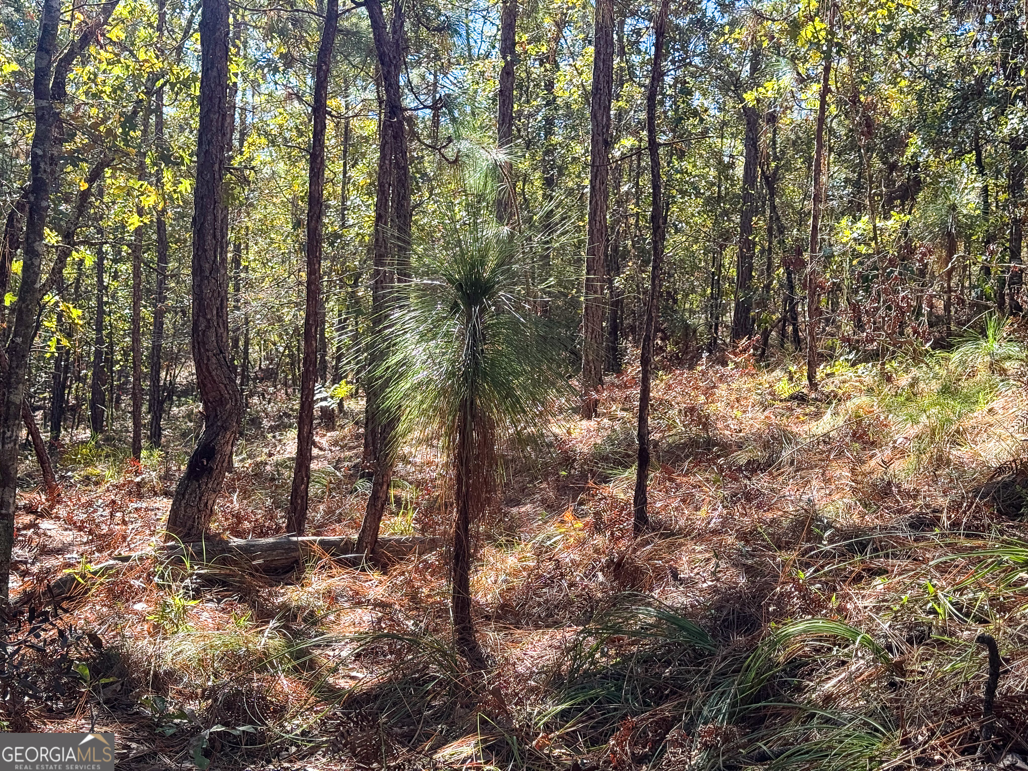 0 Penn Lane Waynesboro, GA 30830 - Photo 18 of 31 a view of trees