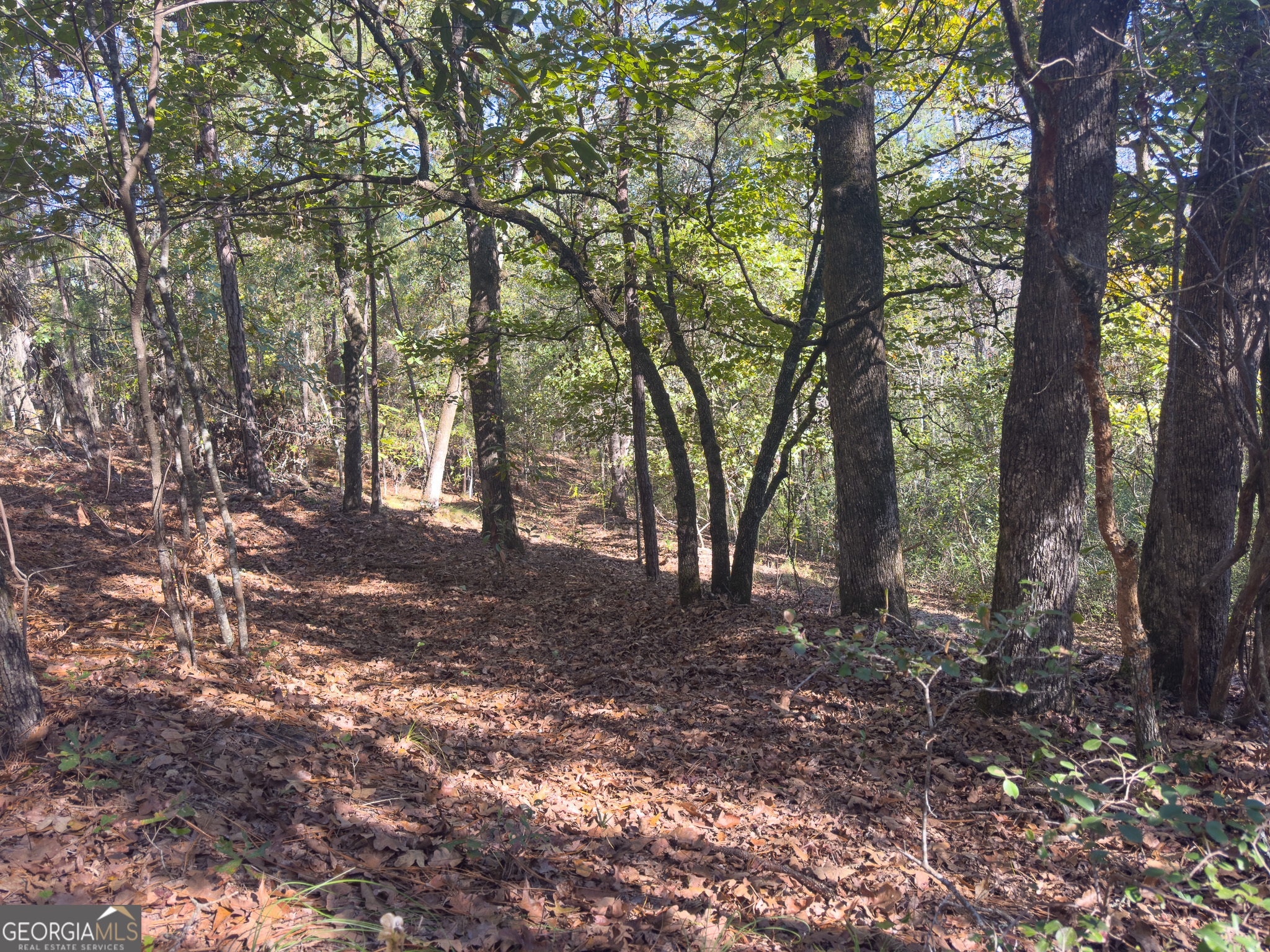 0 Penn Lane Waynesboro, GA 30830 - Photo 19 of 31 a view of forest