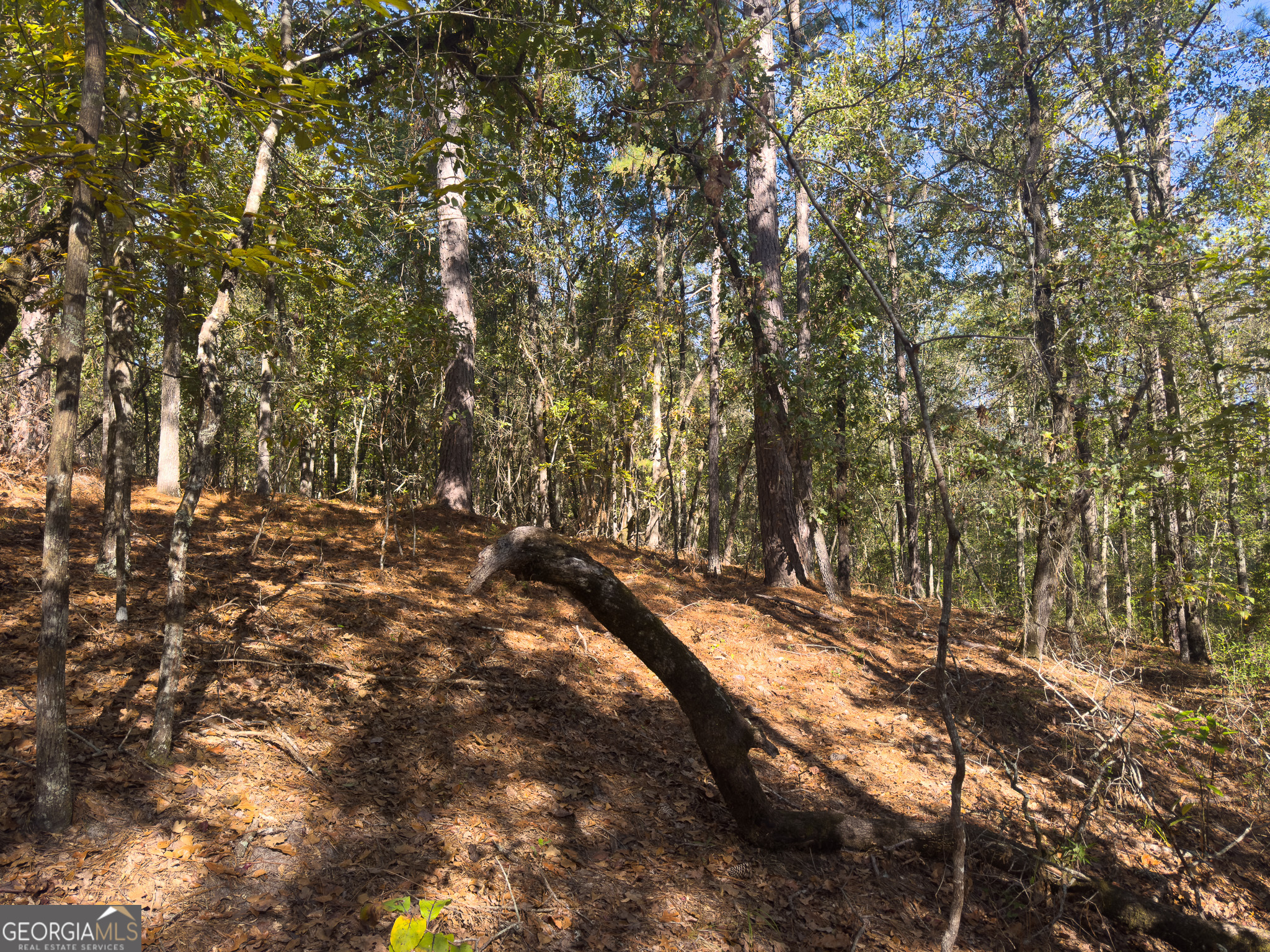0 Penn Lane Waynesboro, GA 30830 - Photo 23 of 31 a view of tree