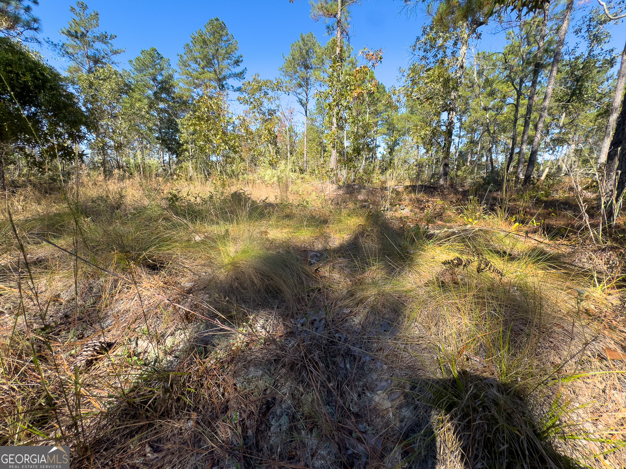 0 Penn Lane Waynesboro, GA 30830 - Photo 24 of 31 a view of a tree in a yard