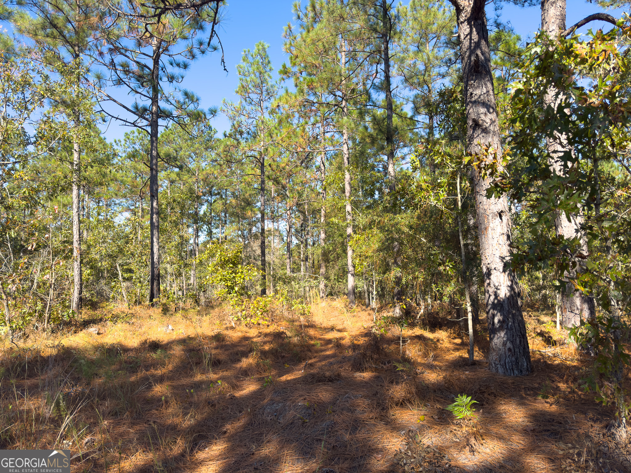 0 Penn Lane Waynesboro, GA 30830 - Photo 25 of 31 a view of tree next to a yard