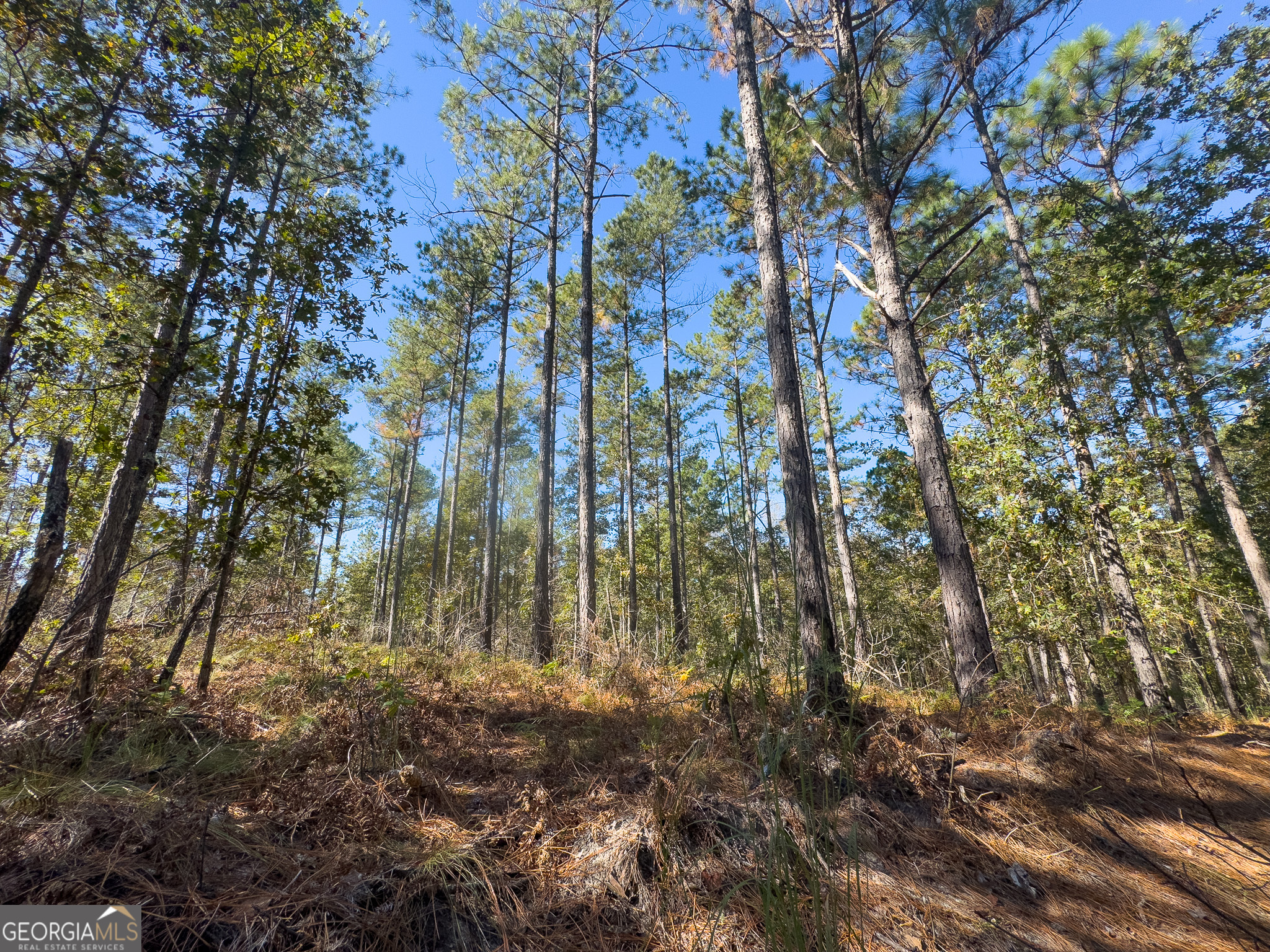 0 Penn Lane Waynesboro, GA 30830 - Photo 27 of 31 a view of backyard of a house