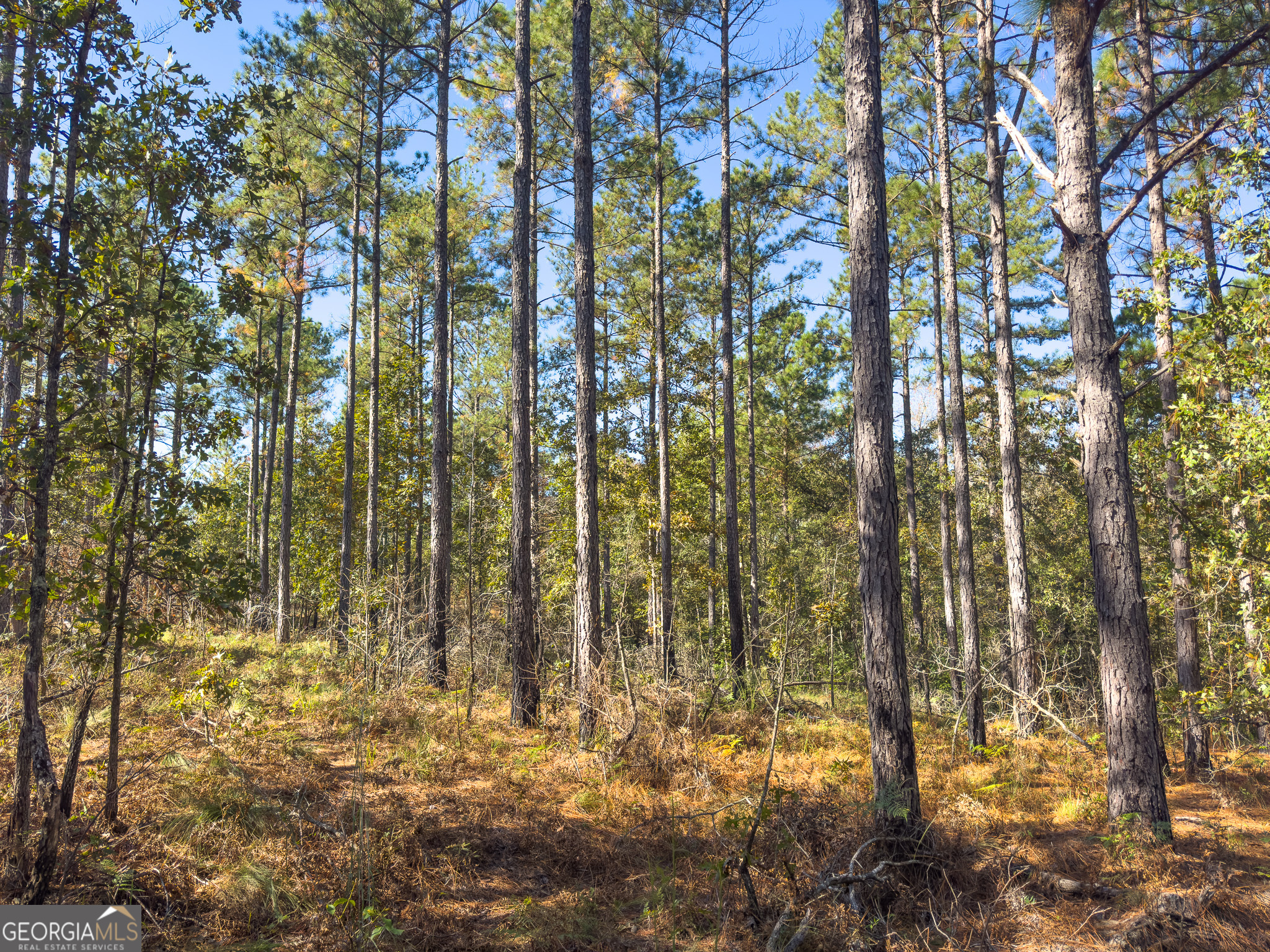 0 Penn Lane Waynesboro, GA 30830 - Photo 28 of 31 a view of outdoor space and a yard