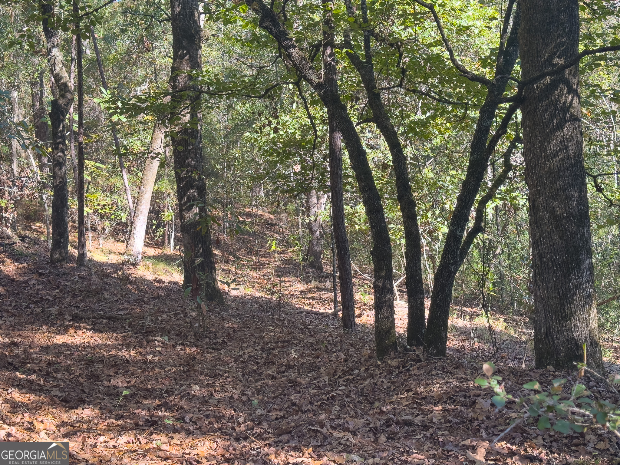 0 Penn Lane Waynesboro, GA 30830 - Photo 10 of 31 a view of trees in the forest