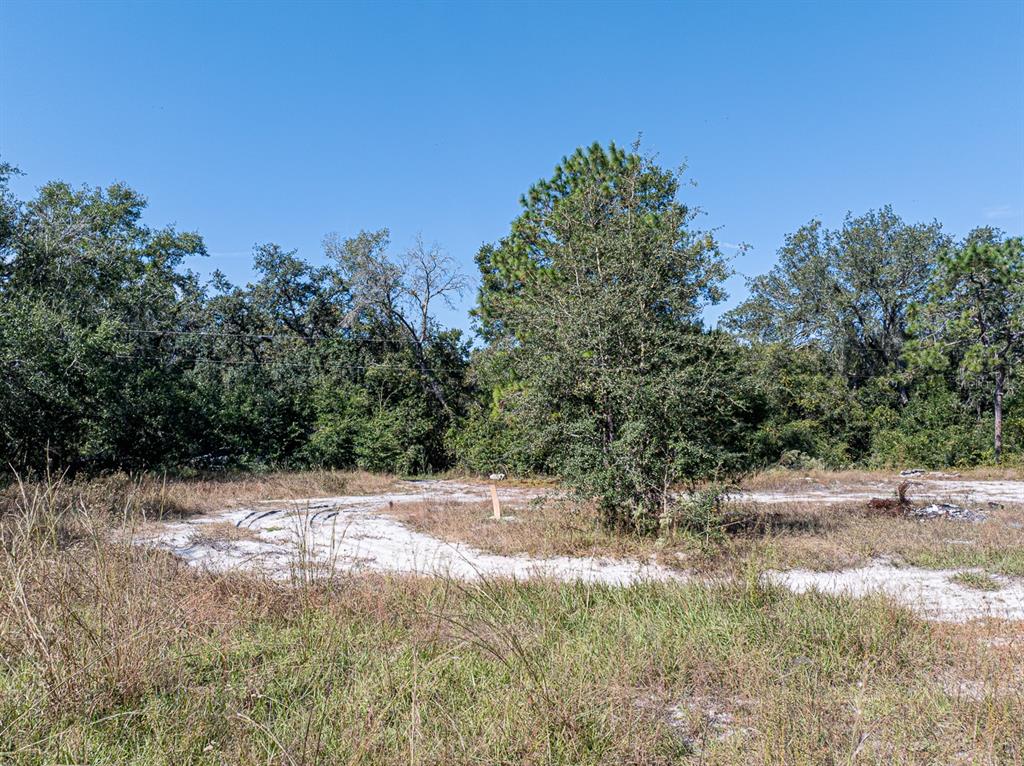 34095 Hyatt Road Dade City, FL 33523 - Photo 12 of 41 a view of a yard with a tree