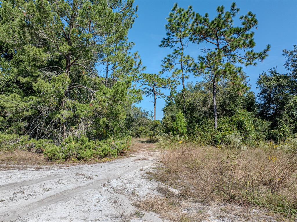 34095 Hyatt Road Dade City, FL 33523 - Photo 13 of 41 a view of a yard with plants and a tree