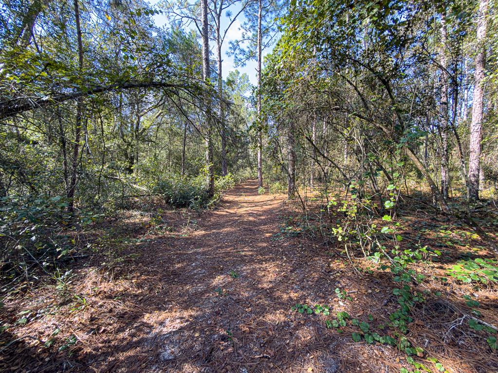 34095 Hyatt Road Dade City, FL 33523 - Photo 22 of 41 a big yard with lots of green space and plants
