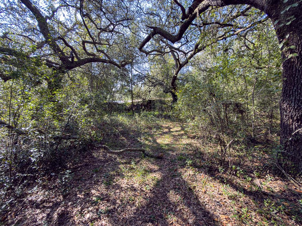 34095 Hyatt Road Dade City, FL 33523 - Photo 27 of 41 a view of a forest filled with trees