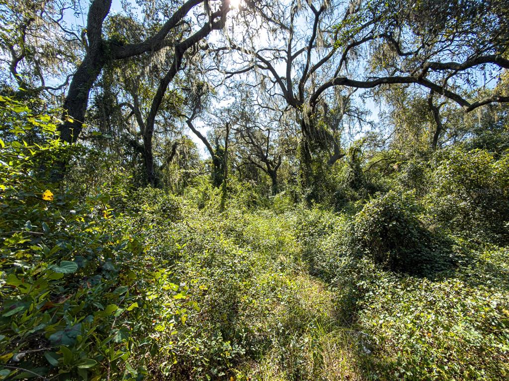 34095 Hyatt Road Dade City, FL 33523 - Photo 28 of 41 a view of a tree in a yard