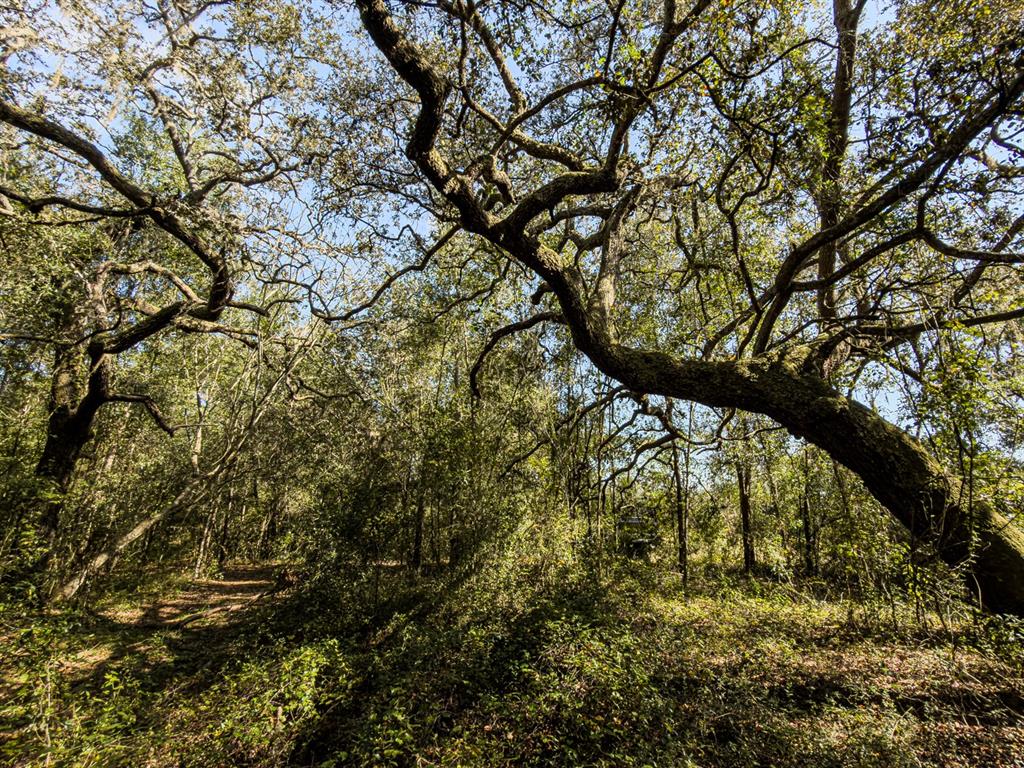 34095 Hyatt Road Dade City, FL 33523 - Photo 29 of 41 a view of tree