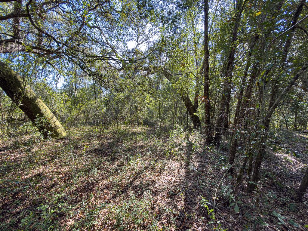 34095 Hyatt Road Dade City, FL 33523 - Photo 30 of 41 a view of a yard with a tree