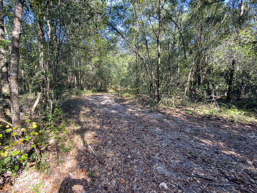 34095 Hyatt Road Dade City, FL 33523 - Photo 31 of 41 a view of backyard with green space