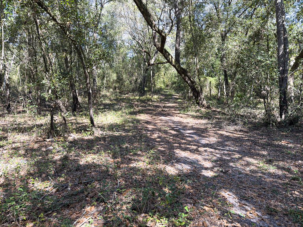 34095 Hyatt Road Dade City, FL 33523 - Photo 33 of 41 a view of outdoor space with trees