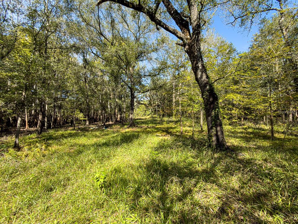 34095 Hyatt Road Dade City, FL 33523 - Photo 34 of 41 a view of yard with large trees