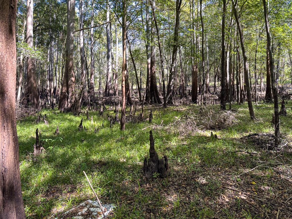 34095 Hyatt Road Dade City, FL 33523 - Photo 36 of 41 a backyard of a house with lots of green space