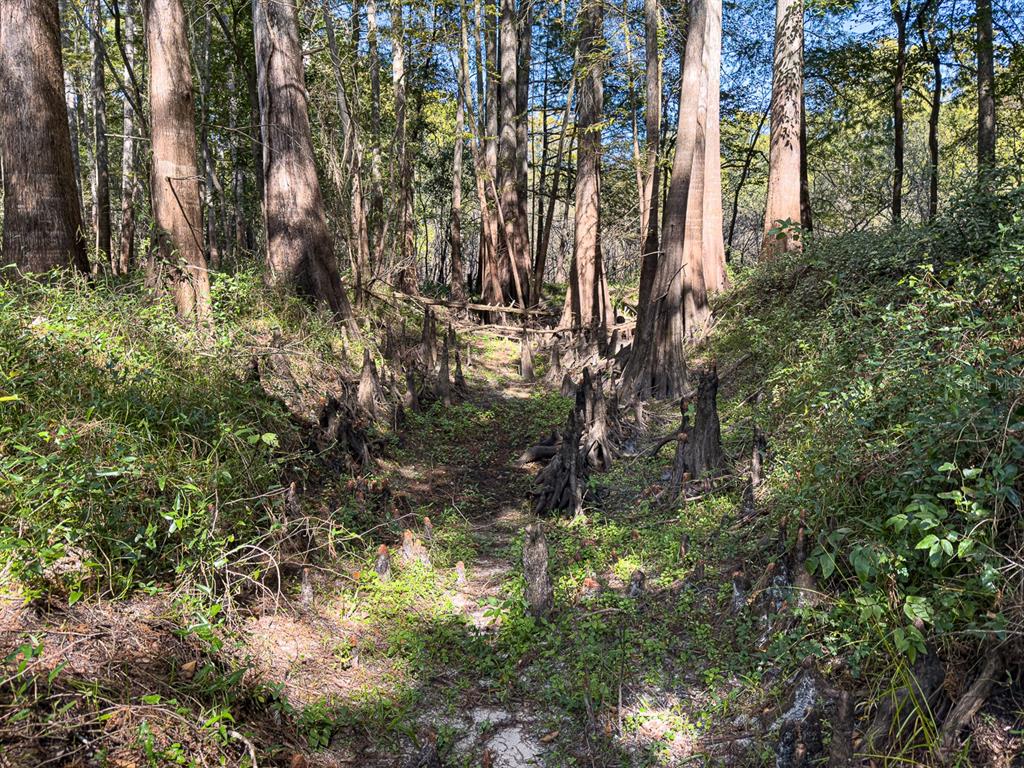 34095 Hyatt Road Dade City, FL 33523 - Photo 38 of 41 a backyard of a building with lots of green space