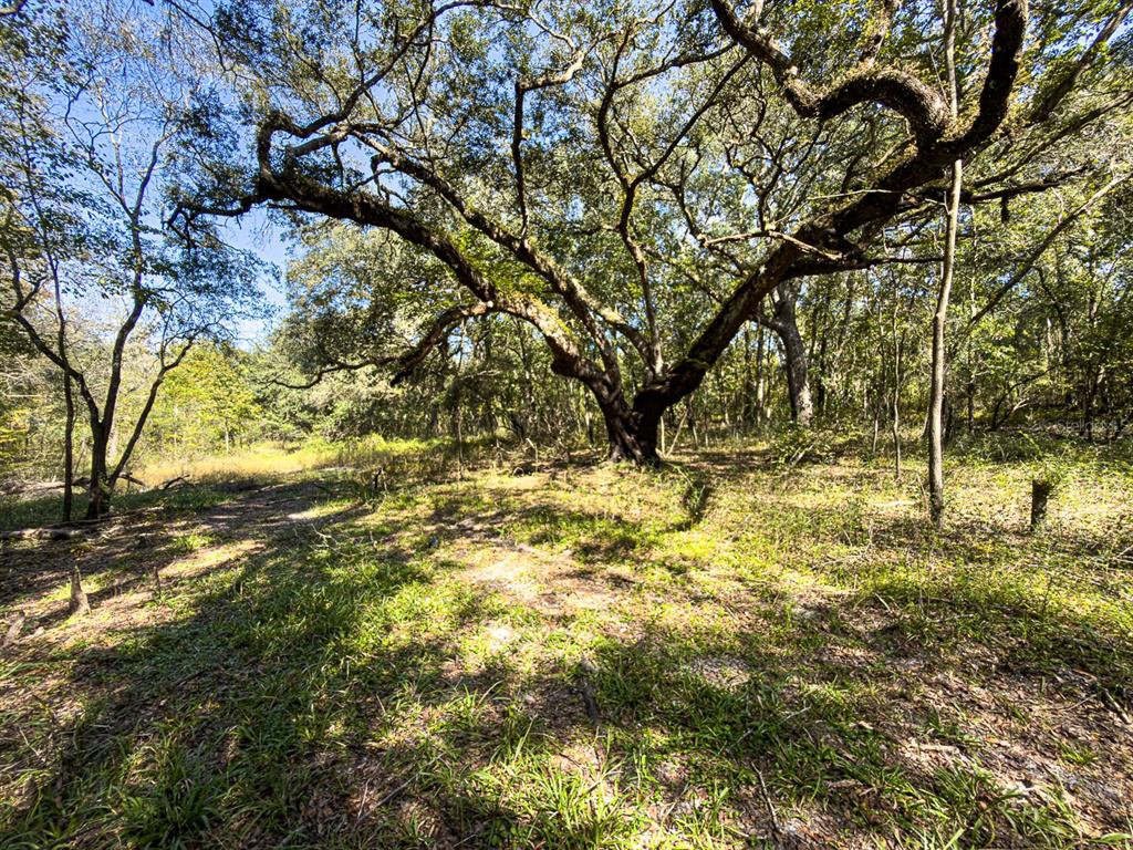 34095 Hyatt Road Dade City, FL 33523 - Photo 39 of 41 a view of yard covered with snow