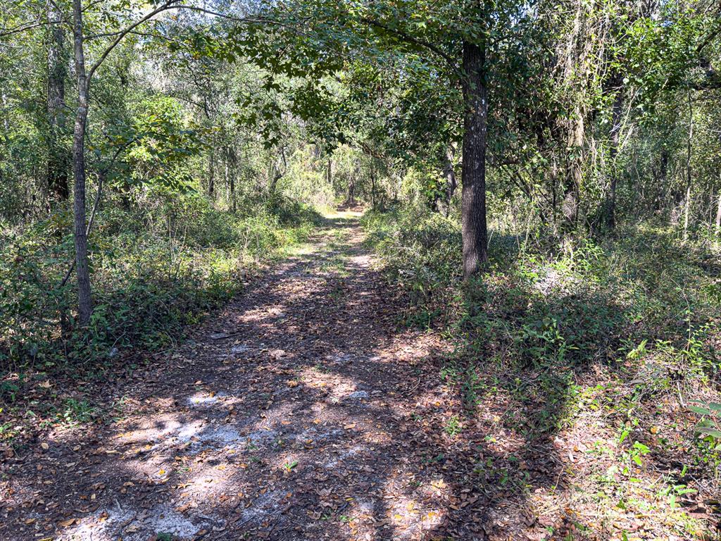 34095 Hyatt Road Dade City, FL 33523 - Photo 41 of 41 a view of a forest with trees in the background
