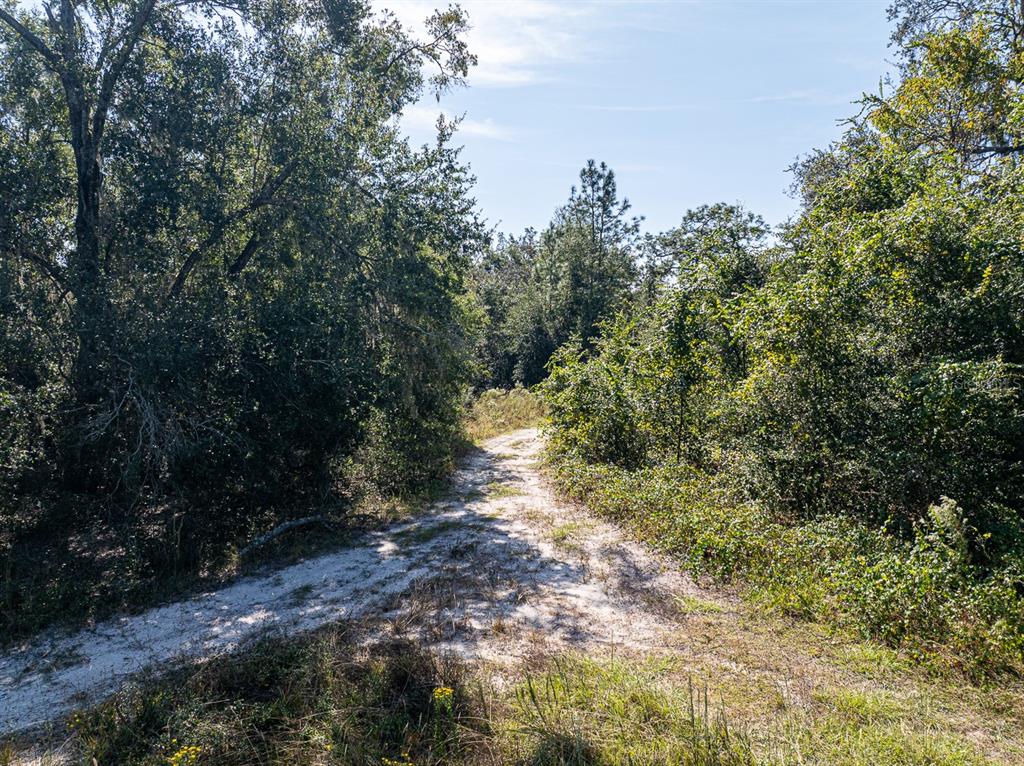 34095 Hyatt Road Dade City, FL 33523 - Photo 7 of 41 a view of a yard with plants and trees