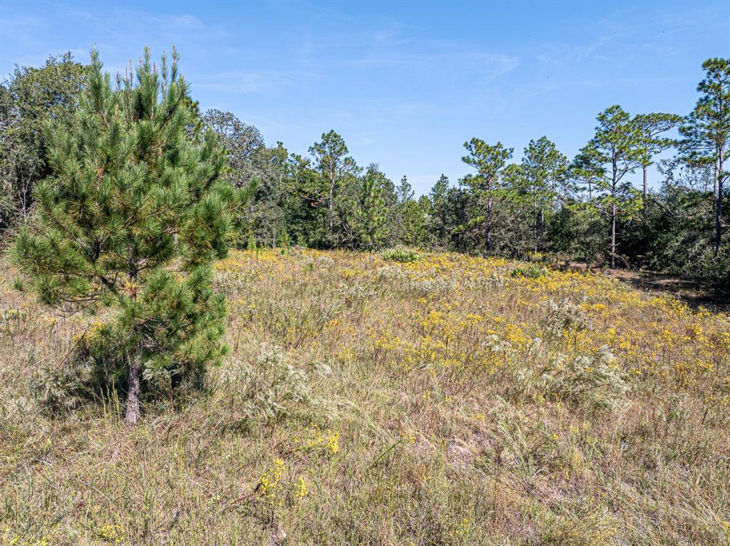 34095 Hyatt Road Dade City, FL 33523 - Photo 10 of 41 a view of a yard with a tree