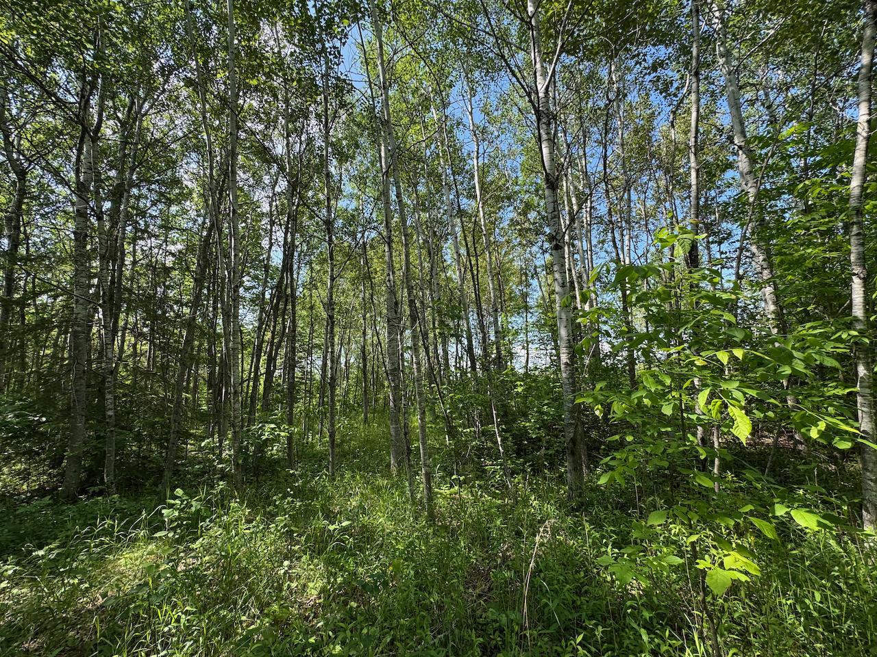 75 A Hines Road Northeast Hines, MN 56647 - Photo 13 of 31