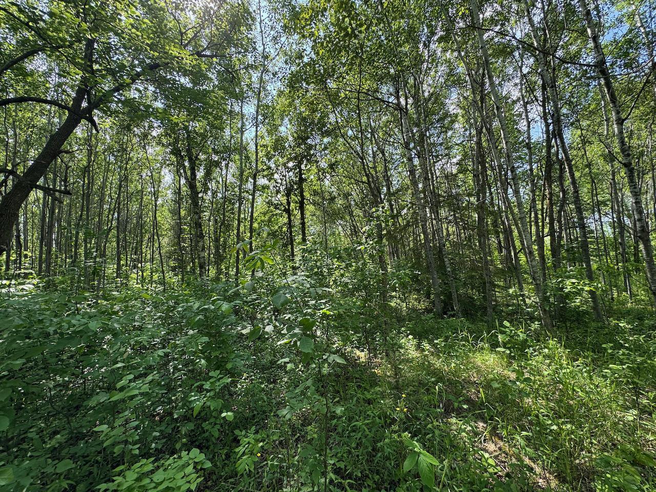 75 A Hines Road Northeast Hines, MN 56647 - Photo 14 of 31