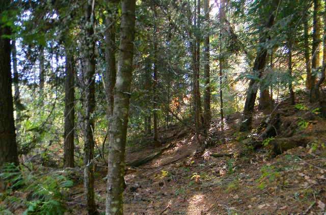 Lot 53 Davis Lake Road Usk, WA 99180 - Photo 14 of 16 Gallery Image 14