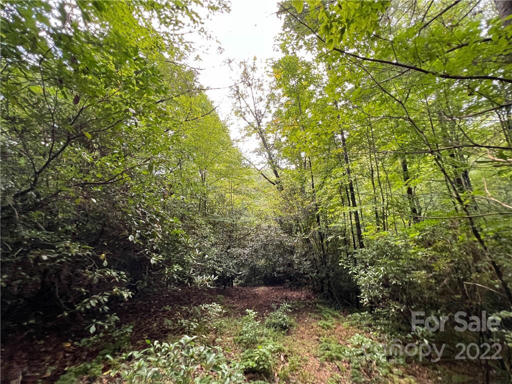 2 Kelly Mountain Road Brevard, NC 28712 - Photo 9 of 18 Gallery Image 9