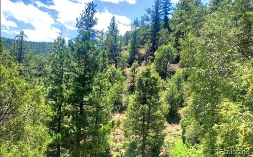 1111 Lamartine Road Idaho Springs, CO 80452 - Photo 3 of 9 a view of a lush green forest