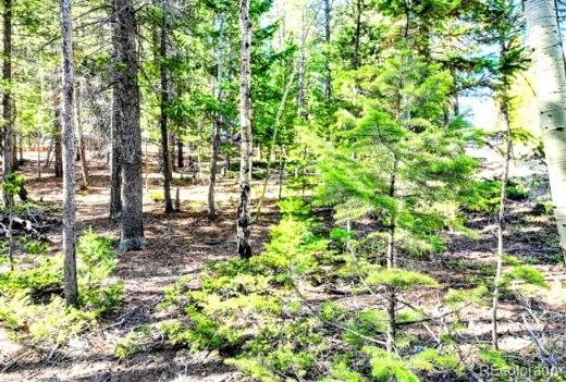 1111 Lamartine Road Idaho Springs, CO 80452 - Photo 4 of 9 a view of a garden with plants and trees