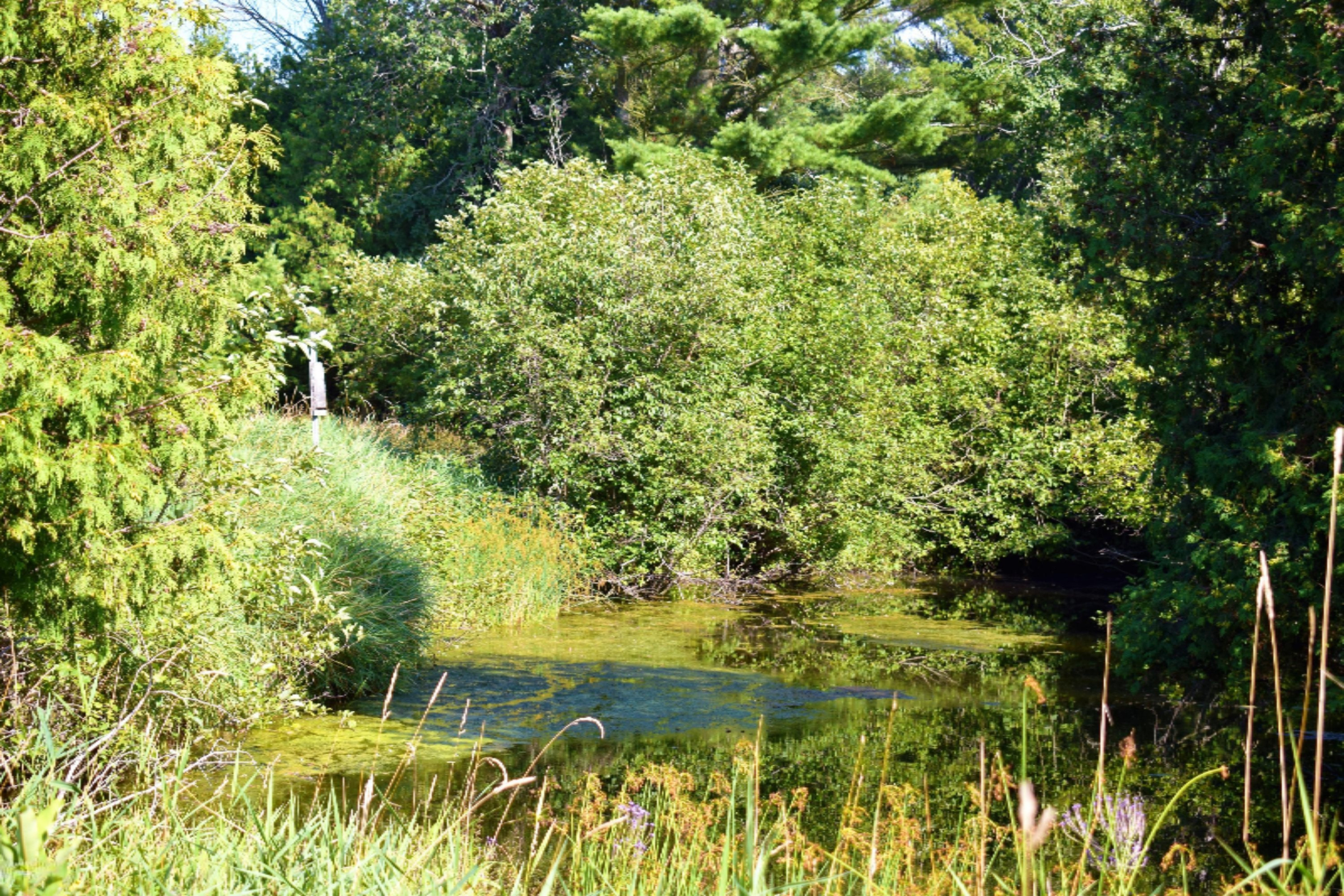 Bar Lake Road Manistee, MI 49660 - Photo 45 of 59 DSC_0515