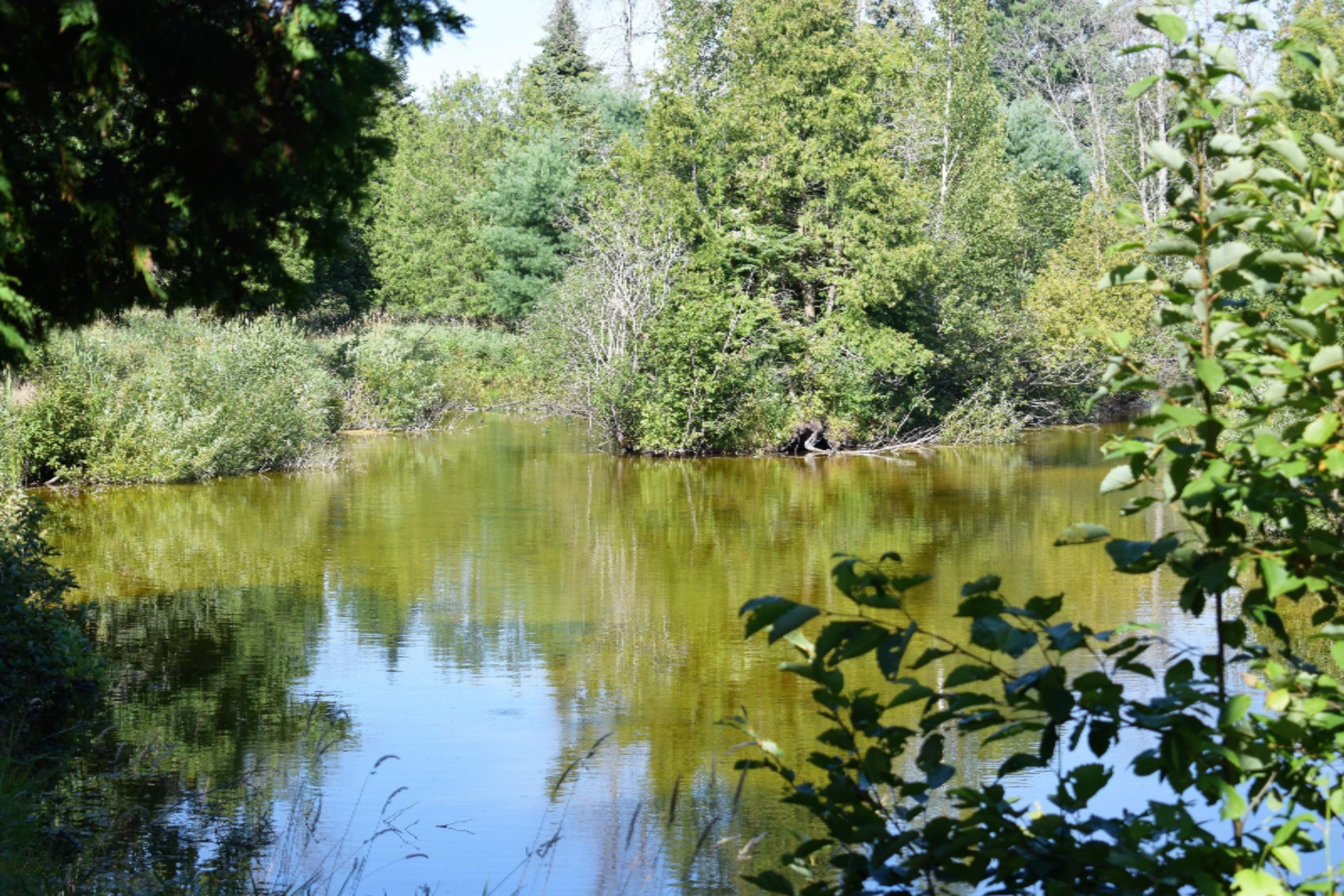 Bar Lake Road Manistee, MI 49660 - Photo 51 of 59 DSC_0521