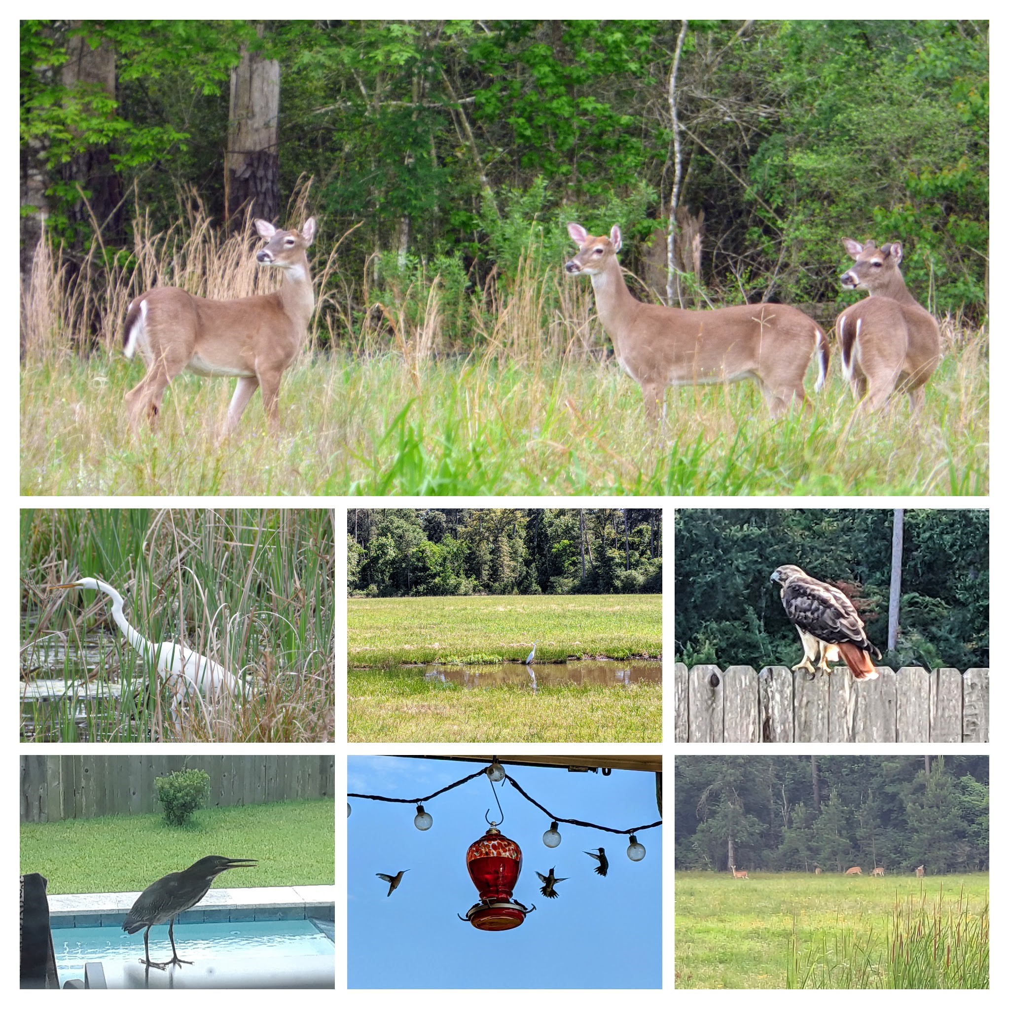 2672 Magnolia Fair Way Spring, TX 77386 - Photo 20 of 49 Experience nature right in your own backyard—Magnolia Fair is home to an abundance of wildlife, all captured in these photos taken on the property. From peaceful mornings to golden-hour visits, this is where everyday living meets a serene, nature-filled escape.