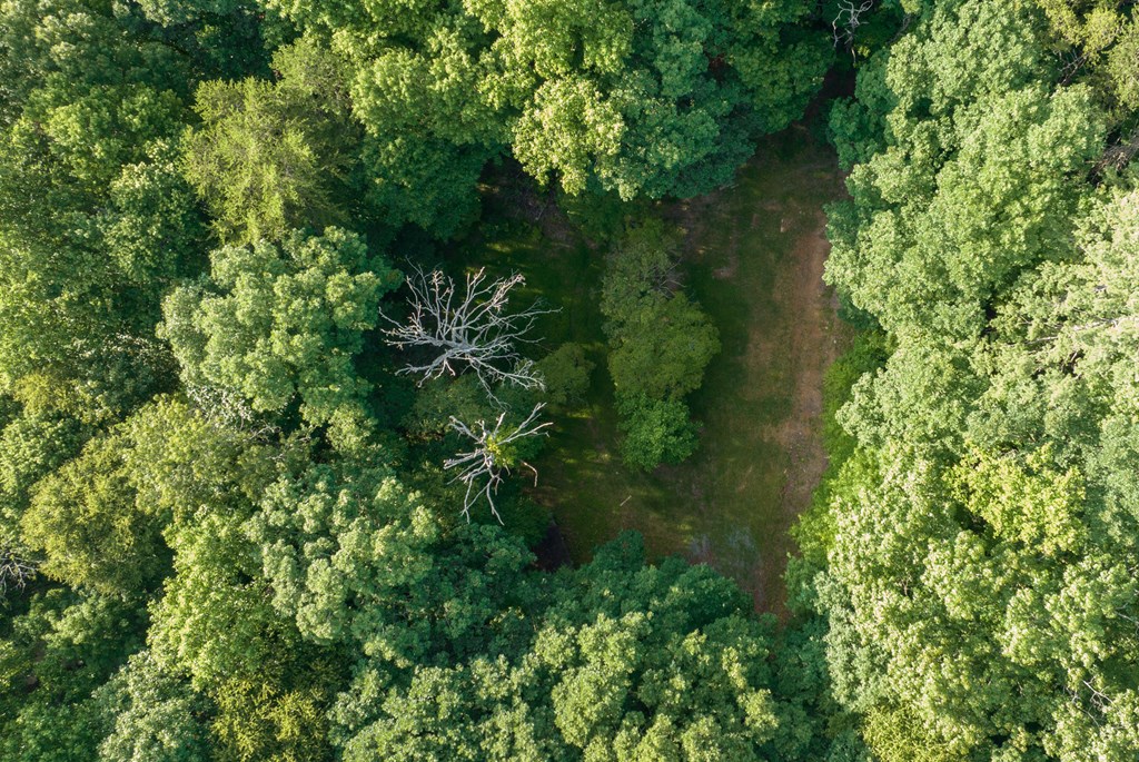 588 Pinetree Road Blue Ridge, GA 30513 - Photo 41 of 54 a view of a garden