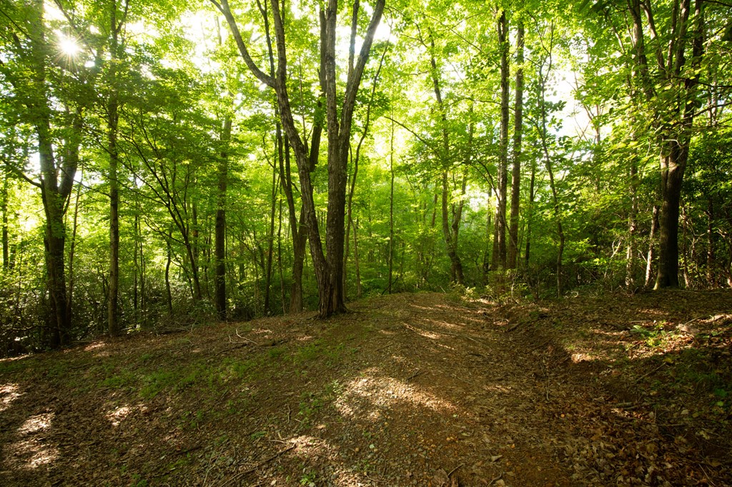 588 Pinetree Road Blue Ridge, GA 30513 - Photo 42 of 54 a backyard of a house with lots of green space