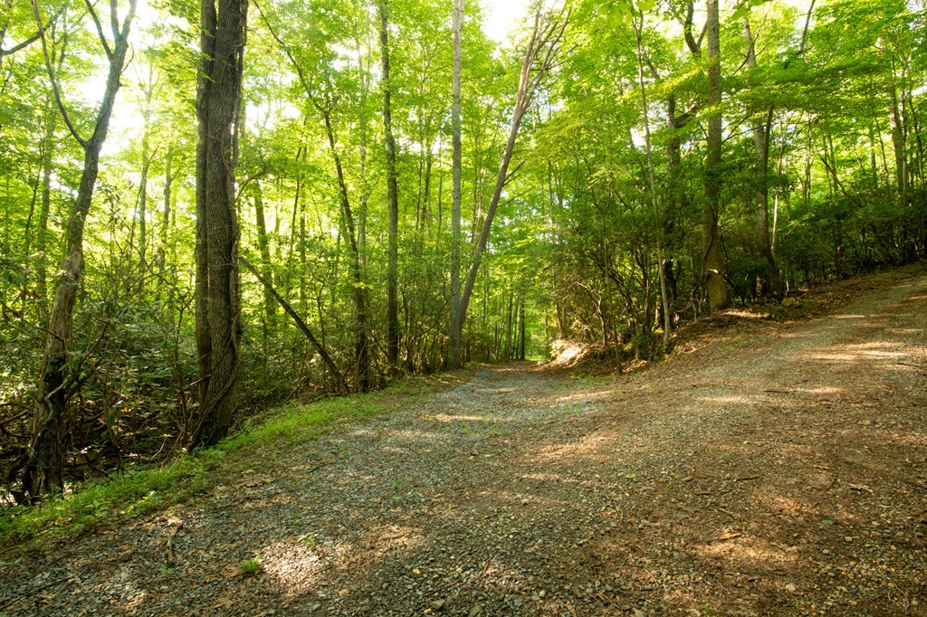 588 Pinetree Road Blue Ridge, GA 30513 - Photo 43 of 54 a view of a yard with large trees