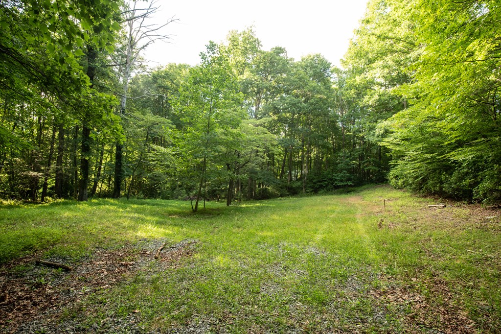 588 Pinetree Road Blue Ridge, GA 30513 - Photo 44 of 54 a view of a big yard with a trees
