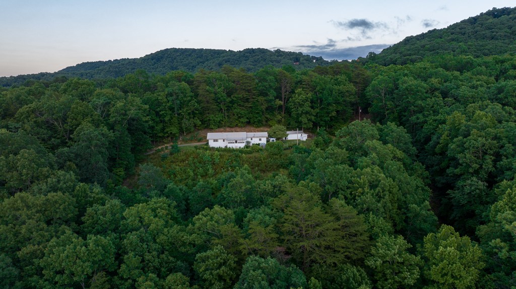 588 Pinetree Road Blue Ridge, GA 30513 - Photo 48 of 54 a view of a forest with a street