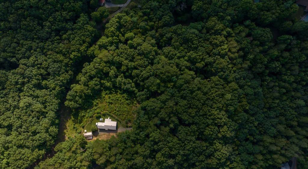 588 Pinetree Road Blue Ridge, GA 30513 - Photo 50 of 54 a view of a forest that has a tree
