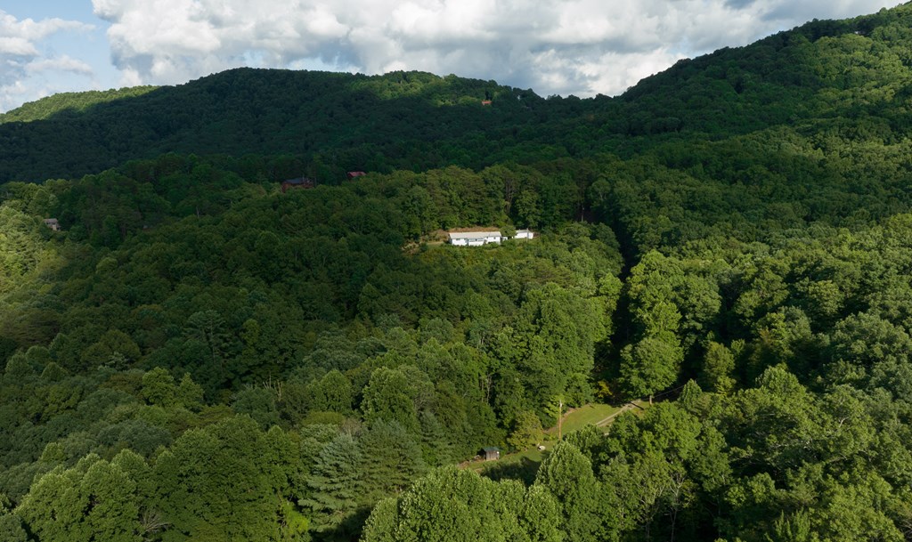 588 Pinetree Road Blue Ridge, GA 30513 - Photo 53 of 54 a view of a lush green forest with lots of trees