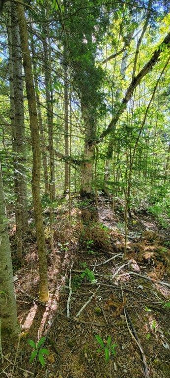 835 Gardner Creek Road Wade, ME 04786 - Photo 25 of 28 835 Gardner Creek Road (25)