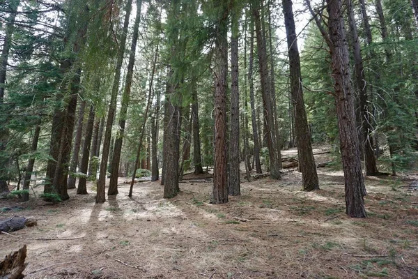 $64,600 | 6 Pine Tree Court, Blairsden, CA 96103