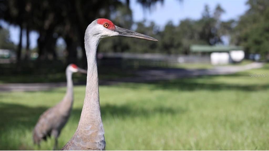 5540 Southeast 157th Street Road, Unit OPTION 1) Summerfield, FL 34491 - Photo 4 of 13 a close up of a sink