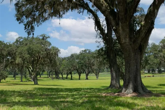 a view of a backyard with large trees