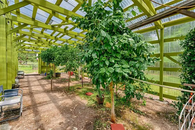 a view of a backyard with plants and a large tree