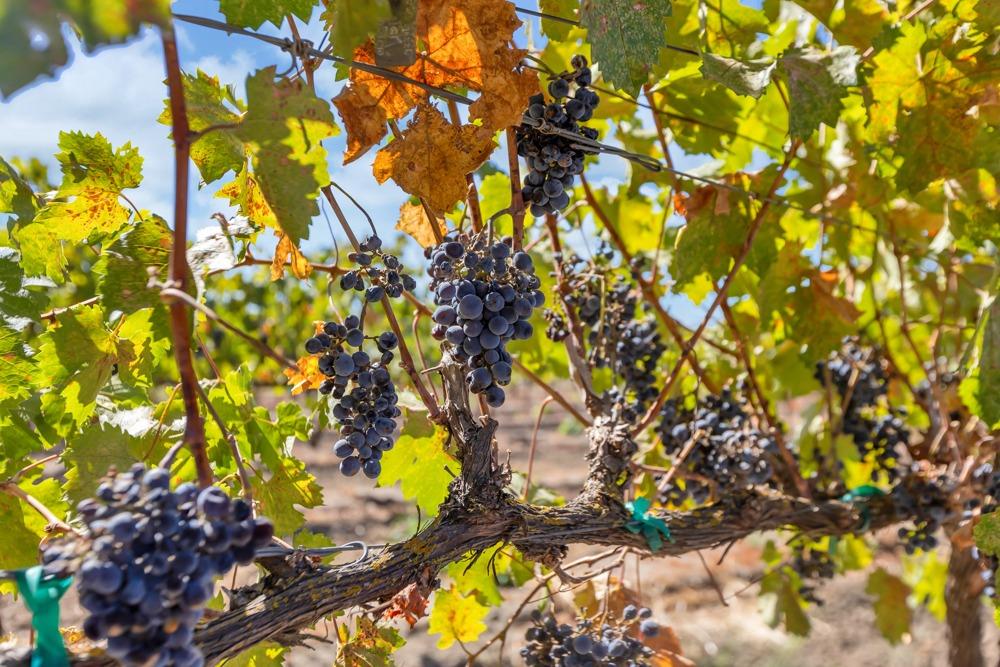 32852 South River Road Clarksburg, CA 95612 - Photo 55 of 72