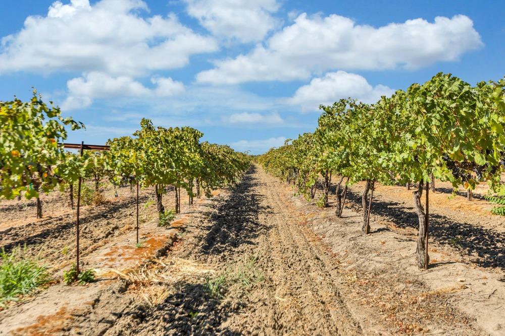32852 South River Road Clarksburg, CA 95612 - Photo 56 of 72 a view of a yard with trees